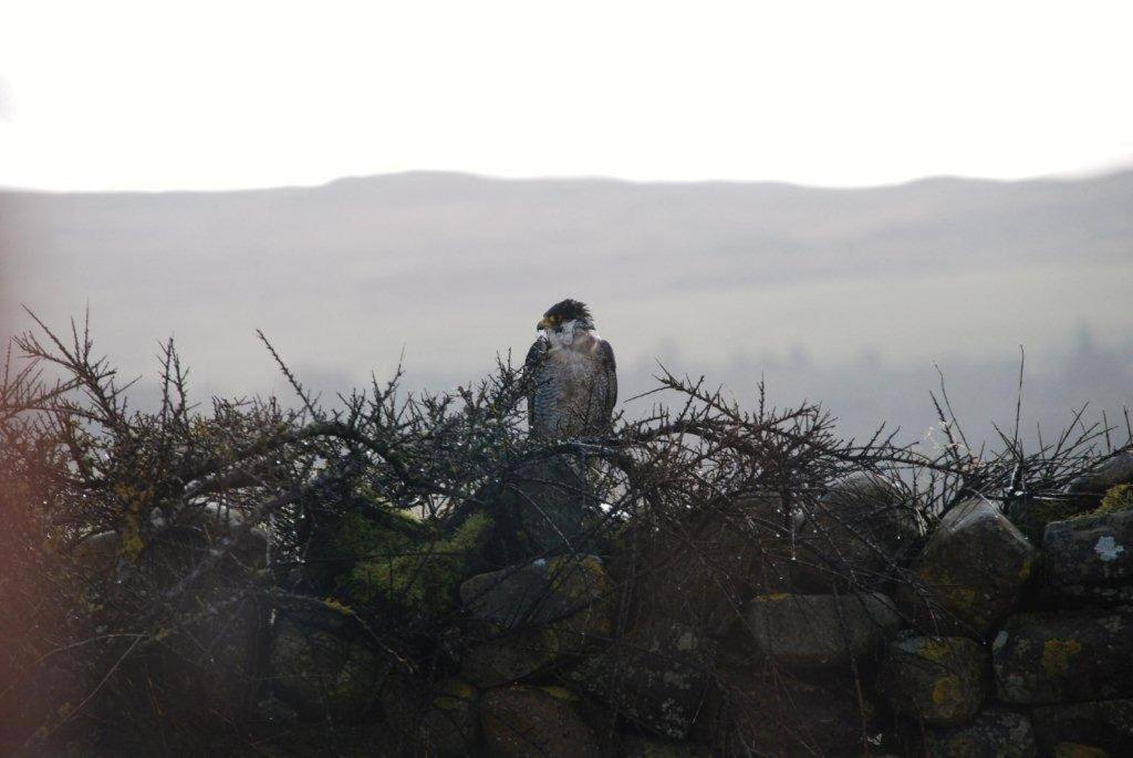 Bridgend  Skerrols ハウスゲストハウス エクステリア 写真